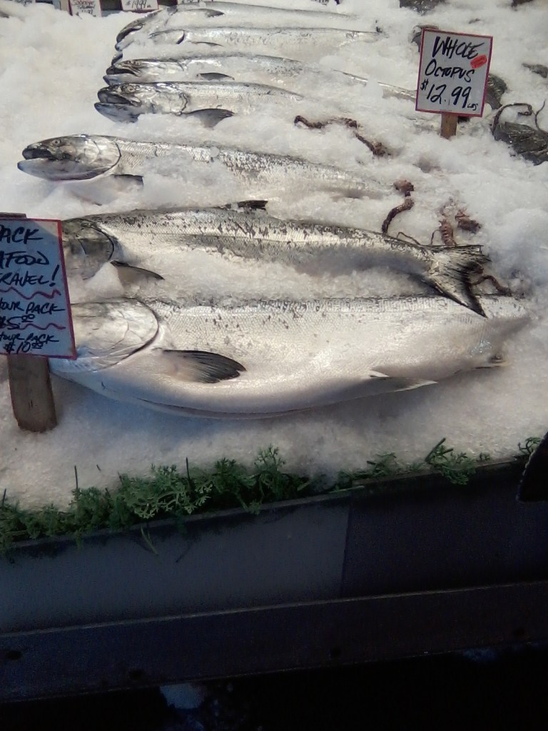 Some of those Salmon were a meter long or more!