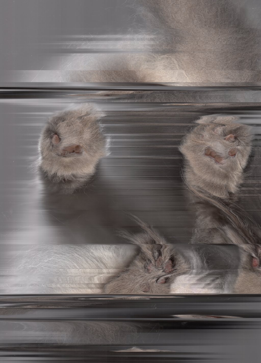 Cat Scans