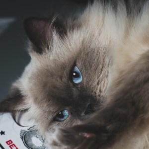 Sgt. Quark lounges on a pizza box.