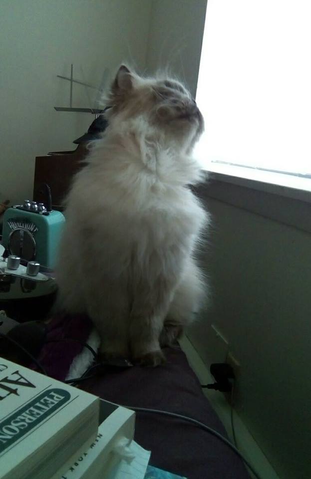 Picture of a lilac-point persian cat named Sgt. Quark Amaya McFluffers. He has fluffy, long white fur that turns to gray at his paws and ears and face. His head is turned upward in a traditional "I'm so beautiful" pose.